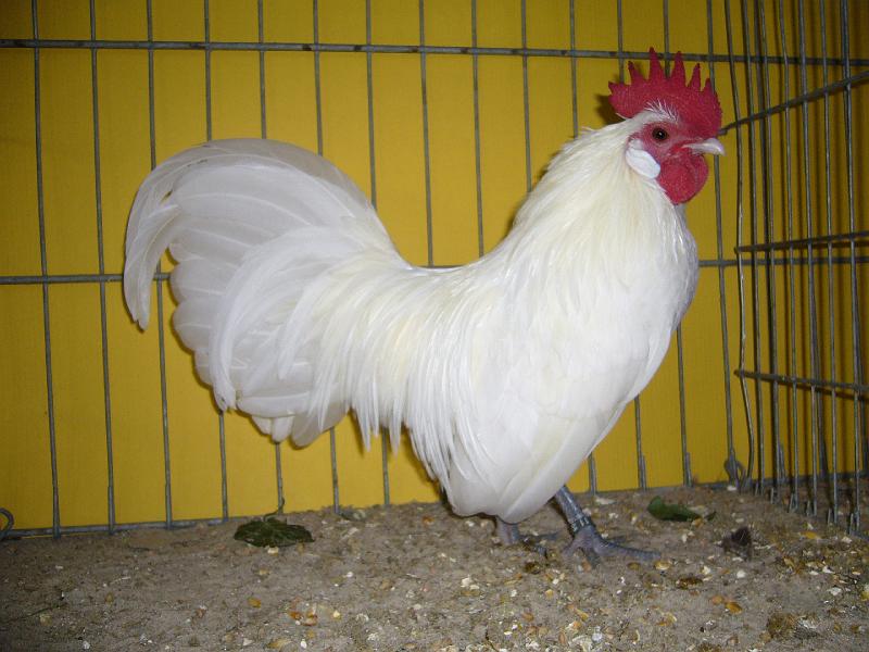 Hannover 2008 088.jpg - Holländische Zwerghühner weiss von Hans-Georg Regenhard sg 95 SEW